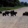 Capybaras family crossing a pist in bolivian Pantanal 