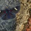 Papillon noir