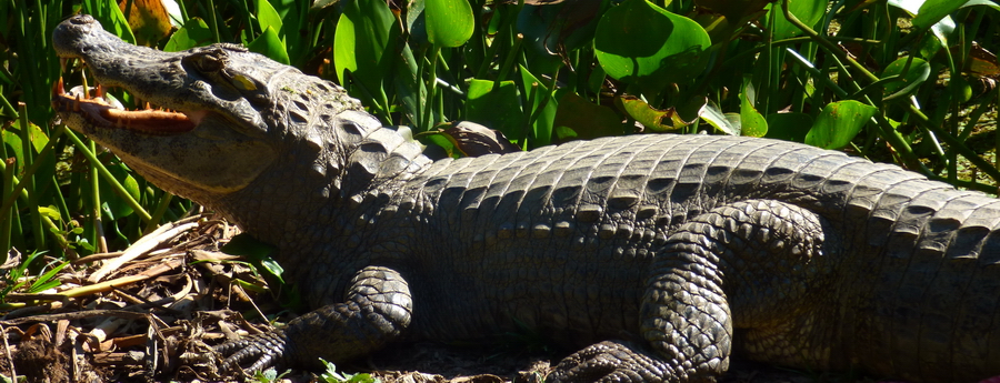 Avatar caimans down pantanal sun 25